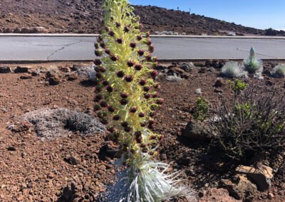 Silversword Plant. Only on Maui Hawaii, Haleakala Volcano